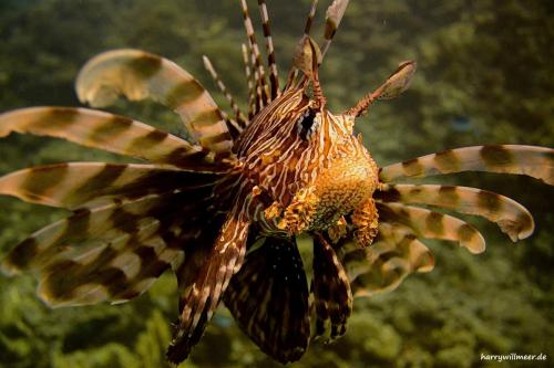 Rotfeuerfisch Grossaufnahme El-Fanous Hurghada Aegypten
