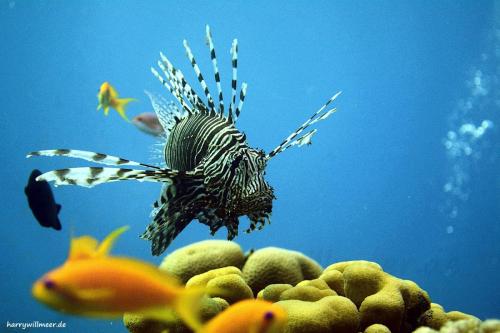 Rotfeuerfisch Koralle Abu Ramada South Hurghada Aegypten