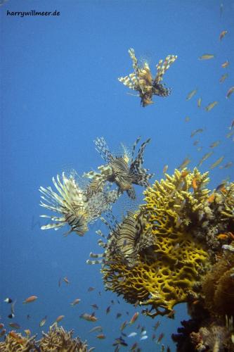 Rotfeuerfische El Fanous East Hurghada Aegypten