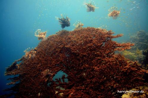 Rotfeuerfische mit Koralle El Fanous East Hurghada Aegypten