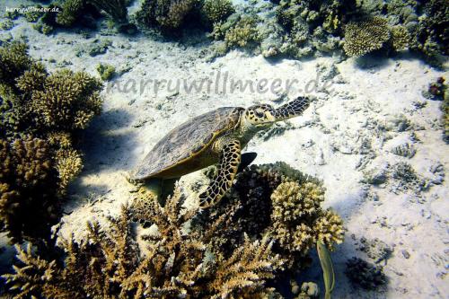 Schildi Shaab Sabina Hurghada Aegypten