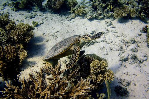 Schildkröte_Shaab_Sabina_Hurghada_Ägypten