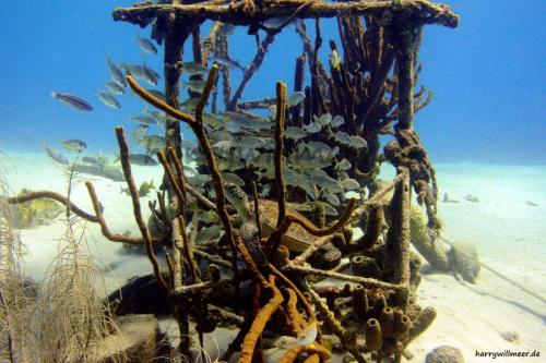 Schildkröte Playa Huntu Curacao