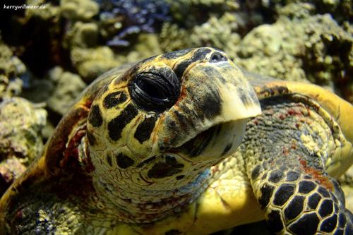 Schildkröte Shaab Sabina Hurghada Ägypten-2