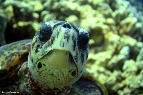 Schildkröte Shaab Sabina Hurghada Ägypten