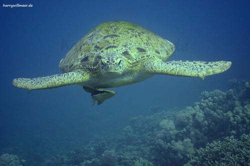 Schildkroete Shabb Sabina Hurghada Ägypten