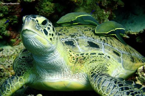 Schildkroete mit Schiffshalteern Shaab Sabina Hurghada Aegypten