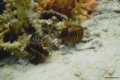 Shorting dwarf lion fish El Fanadir Hurghada Ägypten