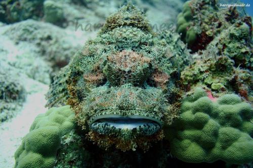 Skorpionfisch El Fanadir South Hurghada Aegypten