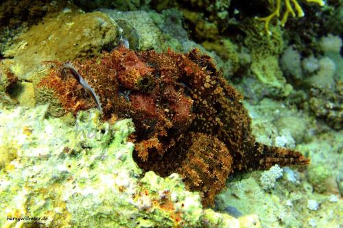 Skorpionfisch Gotta Abu Ramada West Hurghada Ägypten