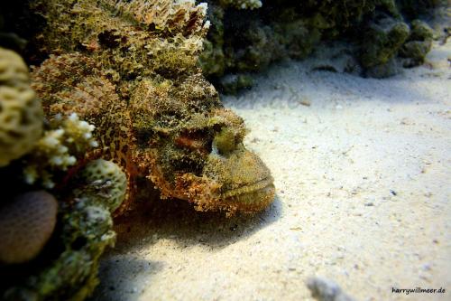 Skorpionfisch Sahwa Abu Galawa Hurghada Ägypten