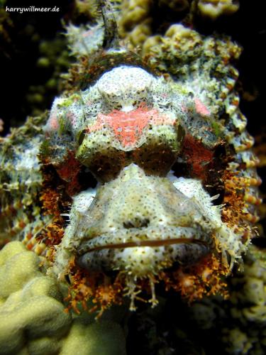 Skorpionfisch Shaab Iris Hurghada Aegypten