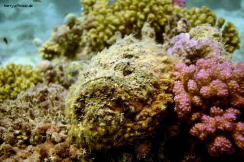 Steinfisch Marsa Abu Galawa Hurgada Ägypten