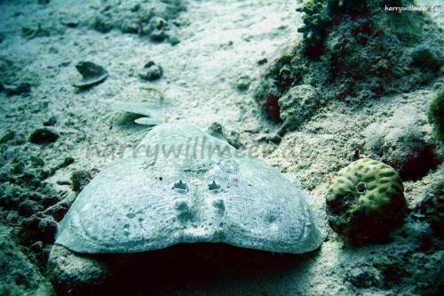 Torpedorochen Erg Talata Hurghada Aegypten