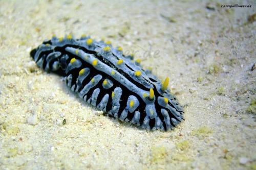 Warzennacktschnecke Marsa Abu Galawa -Hurghada Aegypten