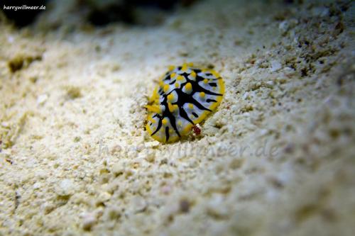 Warzennacktschnecke Marsa Abu Galawa Hurghada  Ägypten