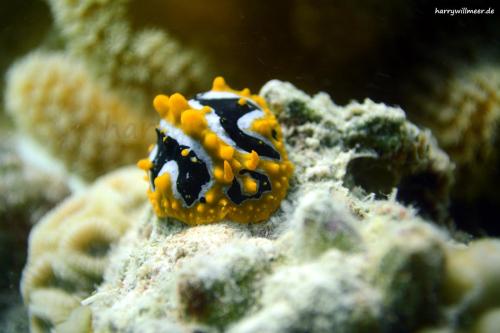 Warzennacktschnecke Phylidiandula El Fanadir South Hurghada Ägypten