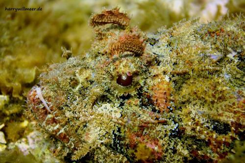 Skorpionfisch Erg Talata Hurghada Ägypten